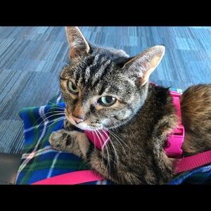 Meet your Posher, Nova